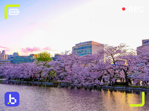 Best Time to Visit Tokyo: Seasons, Weather & Events Guide