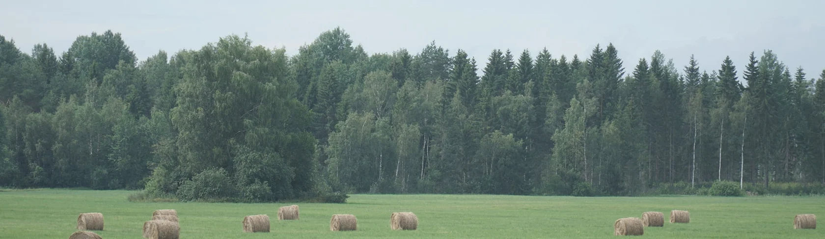 Воссоединение