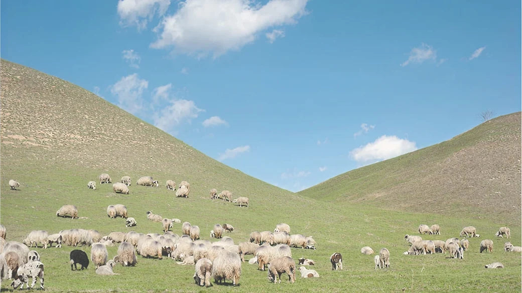 Mongolia 3GB 15 Days eSIM