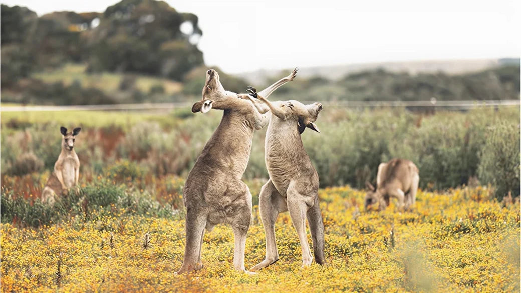 Australien & Neuseeland 3GB 30 Tage eSIM