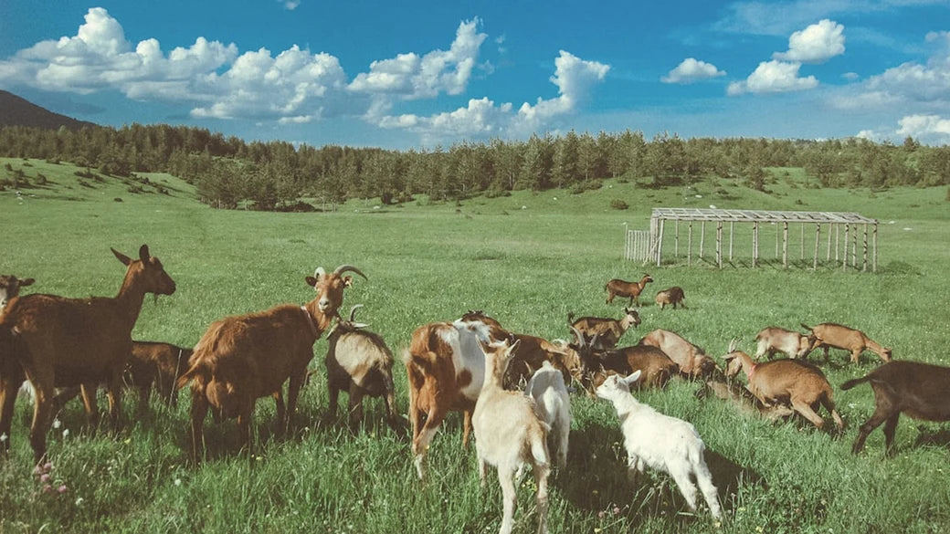 Reunion 1GB 7 дней eSIM