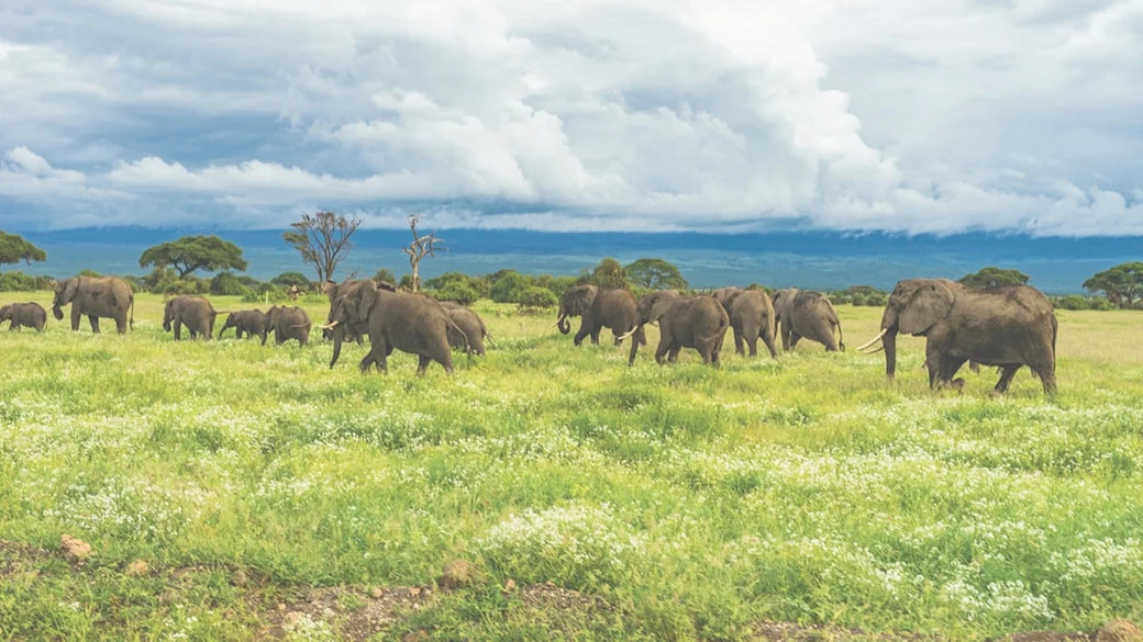 Tanzania 100MB 7 Giorni eSIM